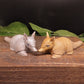 Armadillo Soap