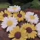 daisy or sunflower goat milk soap set