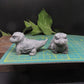 monitor lizard soap bar sized