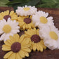 sunflower or daisy goat milk soap set