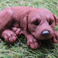 Cute Curled Up Labrador Retriever Goat Milk Soap
