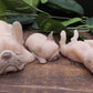 Tan masked French Bulldog family