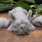 gray masked french bulldog family