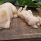 tan masked french bulldog family