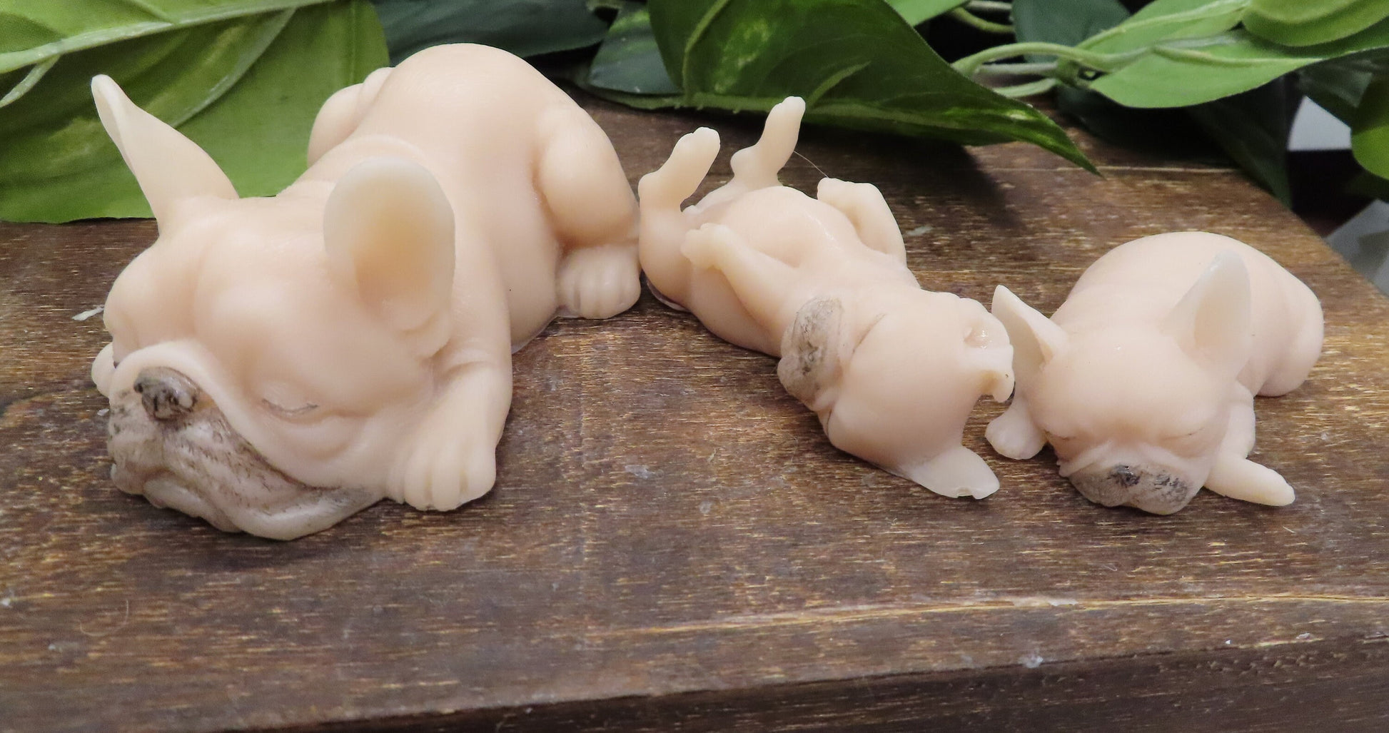 tan masked french bulldog family