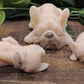 tan masked french bulldog family