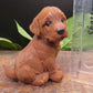 Adorable Labrador Retriever / Floppy Eared Puppy Goat Milk Mini Soap